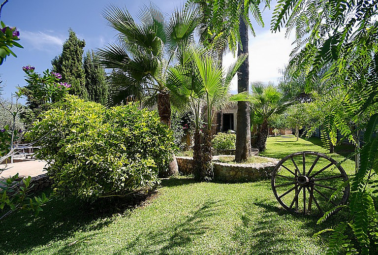 Garten Rasen Palmen Büsche