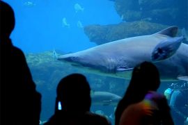 Hai im Aquarium Palma