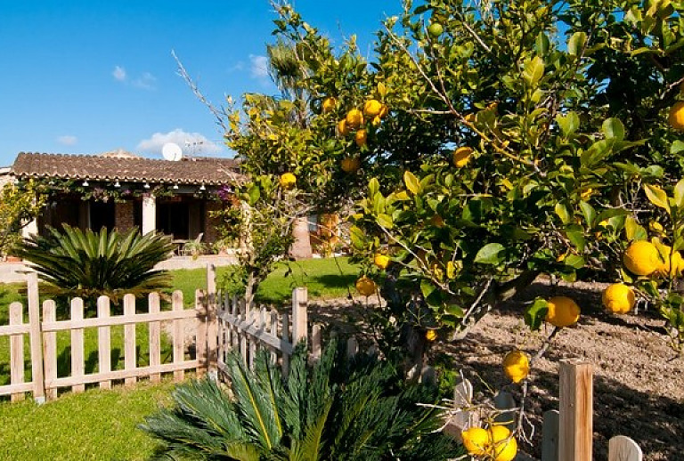 Zitronenbaum im Garten vor der Finca