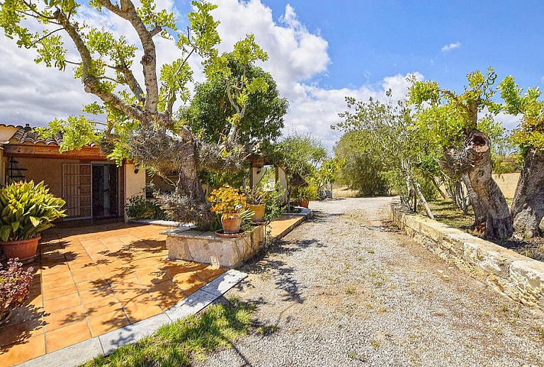 Zufahrt zur Finca mit Pflanzen