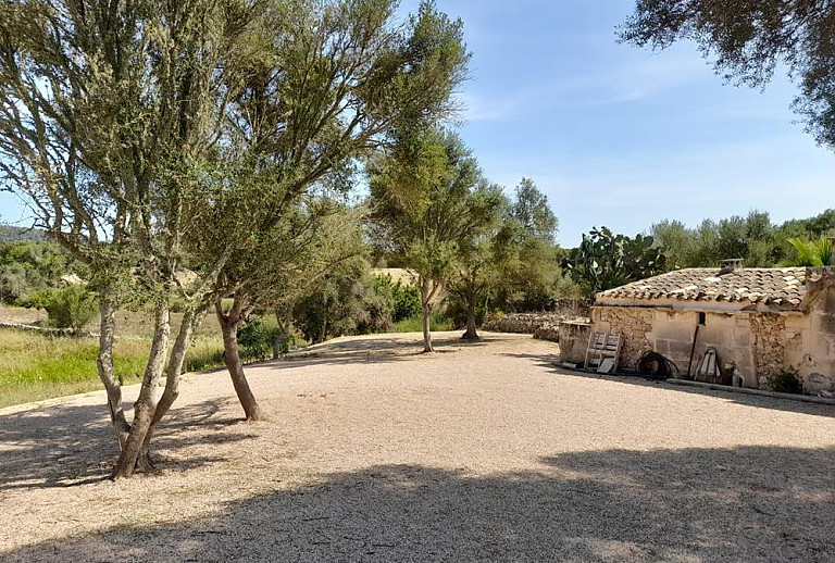 Baume und Rasen im Garten