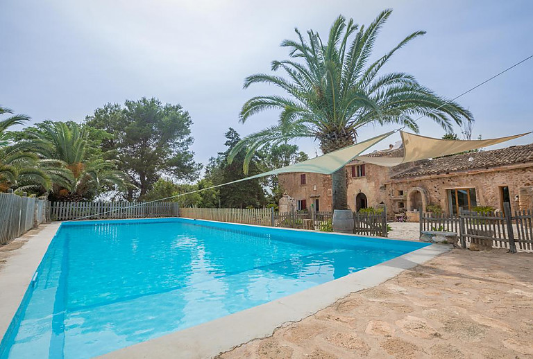 Palmen am kindersicheren Pool