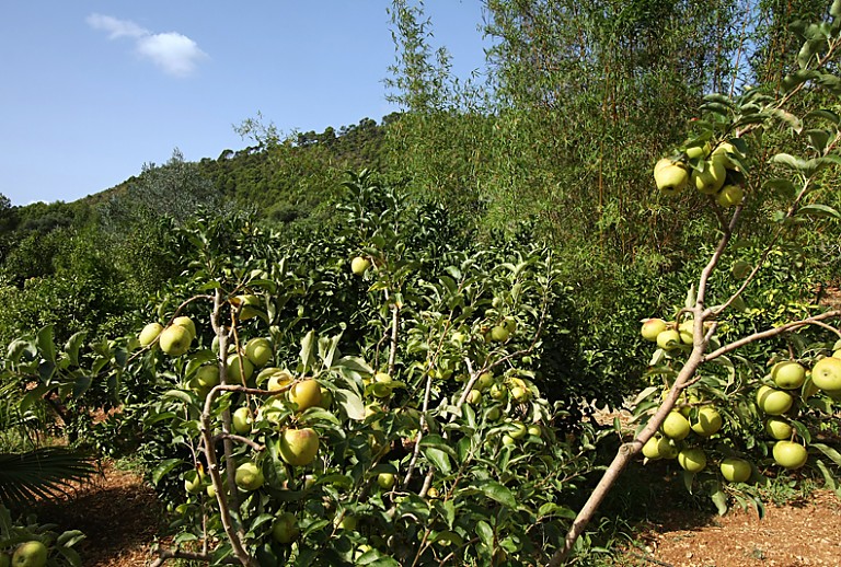 Garten Bäume Zitronen Himmel